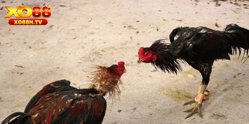 Gà linh kê là gì?