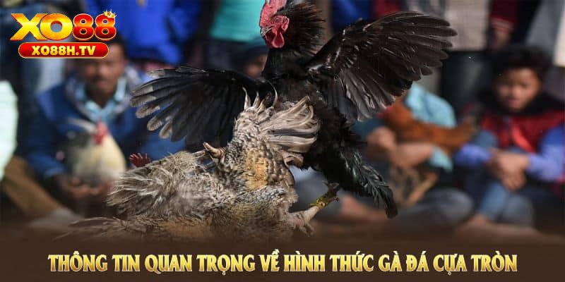 Giới thiệu khái niệm đá gà cựa tròn