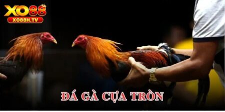 Đá Gà Cựa Tròn - Siêu Phẩm Cá Cược Tại Đấu Trường Kê Xo88