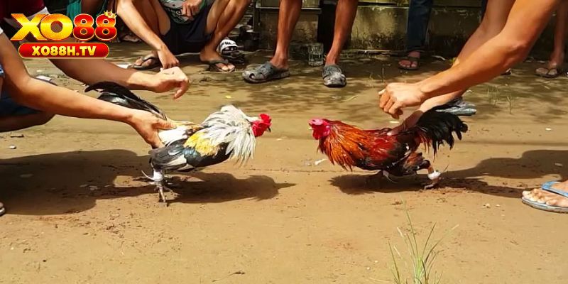 Thế nào là thuốc đá gà bịp?