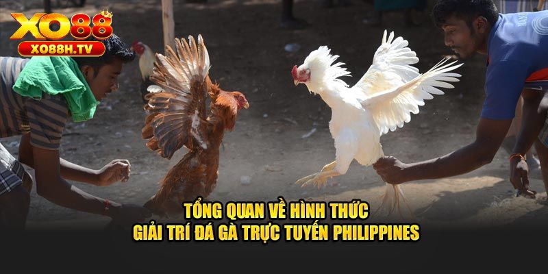 Giới thiệu về hình thức đá gà cựa dao Philipines tại xo88